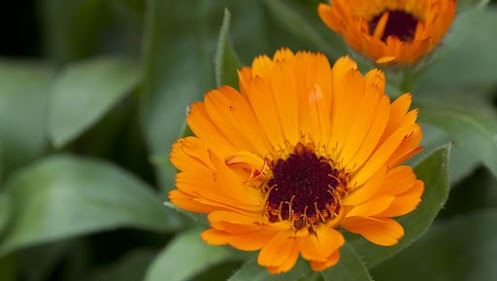 Medicinal Plants-calendula